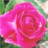 Photo d'une fleur de rose Alexander Mckenzie