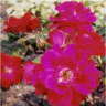 Photo de fleurs de roses Champlain