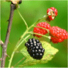 Photo d'un m�rier - Rubus fruticosus