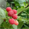Photo d'un framboisier - Rubus idaeus