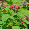 Photo de framboise noire - Rubus accidentalis