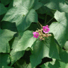 Photo de framboisier sauvage - Rubus odoratus
