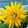 Photo de la fleur de rudbeckie crazy sun