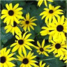 Photo des fleurs de rudbeckia goldstrum