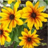 Image des fleurs de rudbeckie indian summer