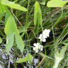 Photo de sagittaire - Sagittaria latifolia