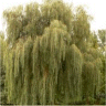 Photo d'un saule pleureur blanc - Salix alba