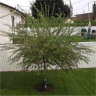 Photo d'un saule macul� - Salix integra 'hakuronishiki'