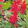 Photo de fleurs de sauge � petites feuilles