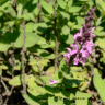 Photo de fleurs de sauge des bois - Salvia nemorosa