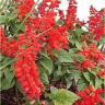 Image de la fleur de sauge splendens