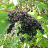 Photo d'un sureau du Canada - Sambucus canadensis