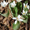 Photo de fleurs de sanguinaire - Sanguinaria canadensis