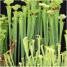 Photo de sarrac�ne flava - Sarracenia flava