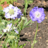 Photo de scabieuse du Caucase - Scabiosa caucasica