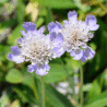 Photo de petite scabieuse - Scabiosa columbaria