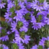 Photo de fleurs de scaevola aemula