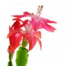 Photo de Schlumbergera