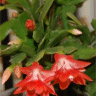 Photo de cactus de no�l - Schlumbergera hybride