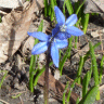 Photo de scille de Sib�rie - Scilla siberica