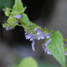 Photo de scutellaire lat�riflore - Scutellaria lateriflora