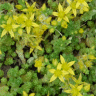 Photo d'orpin acre - Sedum acre
