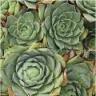 Photo de fleur de joubarbe