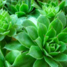 Photo de sempervivum tectorum - Joubarbe des toits
