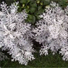 Photo de feuilles de cin�raire maritime - Senecio