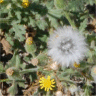 Photo de fleurs de s�ne�on viscosus - Senecio viscosus