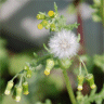 Photo de fleurs de s�ne�on commun - Senecio vulgaris