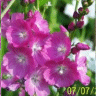 Photo de fleurs de sidalc�e malvac�e