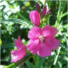 Photo de fleurs de sidalc�e