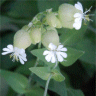 Photo de sil�ne enfl� - Silene vulgaris