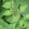 Photo de douce-am�re - Solanum dulcamara