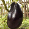 Photo d'aubergine - Solanum melongena