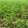 Photo de pomme de terre - Solanum tuberosum