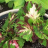 Photo du feuillage de solenostemon scutellarioides