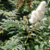 Photo de Sorbaria � feuilles de sorbier - Sorbaria sorbifolia