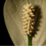 Photo de Spathiphyllum - Spathiphyllum wallisii