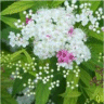 Photo de fleurs de spir�e japonaise - Spiraea japonica