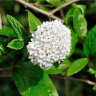 Spir�e de van houtte - Spiraea vanhouttei