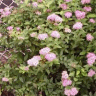 Photo d'arbuste spir�e de bumalda - Spiraea x bumalda
