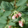 Photo de fleurs de Symphorine blanche - Symphoricarpos albus