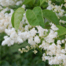 Photo de fleurs de lilas Japonais - Syringa reticulata