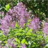 Photo d'un arbuste de lilas fran�ais - Syringa vulgaris