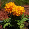 Photo d'oeillet d'Inde - Tagetes patula