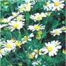 Photo de fleurs de tanacetum