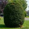 If du Japon - Taxus cuspidata