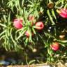 If hybride - Taxus x media